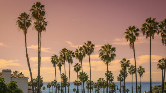 Sunset and palm trees on the beach against the soft pink tropical sky